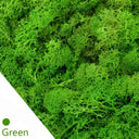 Eternal Green Moss Grass for Home Decor and DIY Crafts  ourlum.com A 20gram 