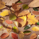 Kawaii Leaves Washi Tape Set - 50 Pcs Cute Self-adhesive Stickers for DIY Crafts  ourlum.com   