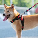 Adjustable Reflective Breathable Pet Harness with Leash: Upgrade Your Pet's Walks  ourlum.com   