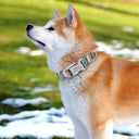 Personalized Nylon Dog Collar with Free Engraving: Stylish & Safe Pet Accessory  ourlum.com   