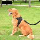 Adjustable Reflective Breathable Pet Harness with Leash: Upgrade Your Pet's Walks  ourlum.com   