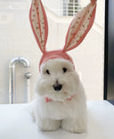 Pet Hat Autumn and Winter Warm Knitted Hat Cute Rabbit Ears