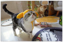 Sanliou Pom Pom Purin Pet Disguise Cap Handmade Cat Headdress