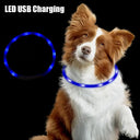 Night Glow LED Dog Collar: High Visibility Pet Safety Light  ourlum.com   