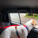 Pet Car Safety Belt with Adjustable Harness and Leash  ourlum.com   