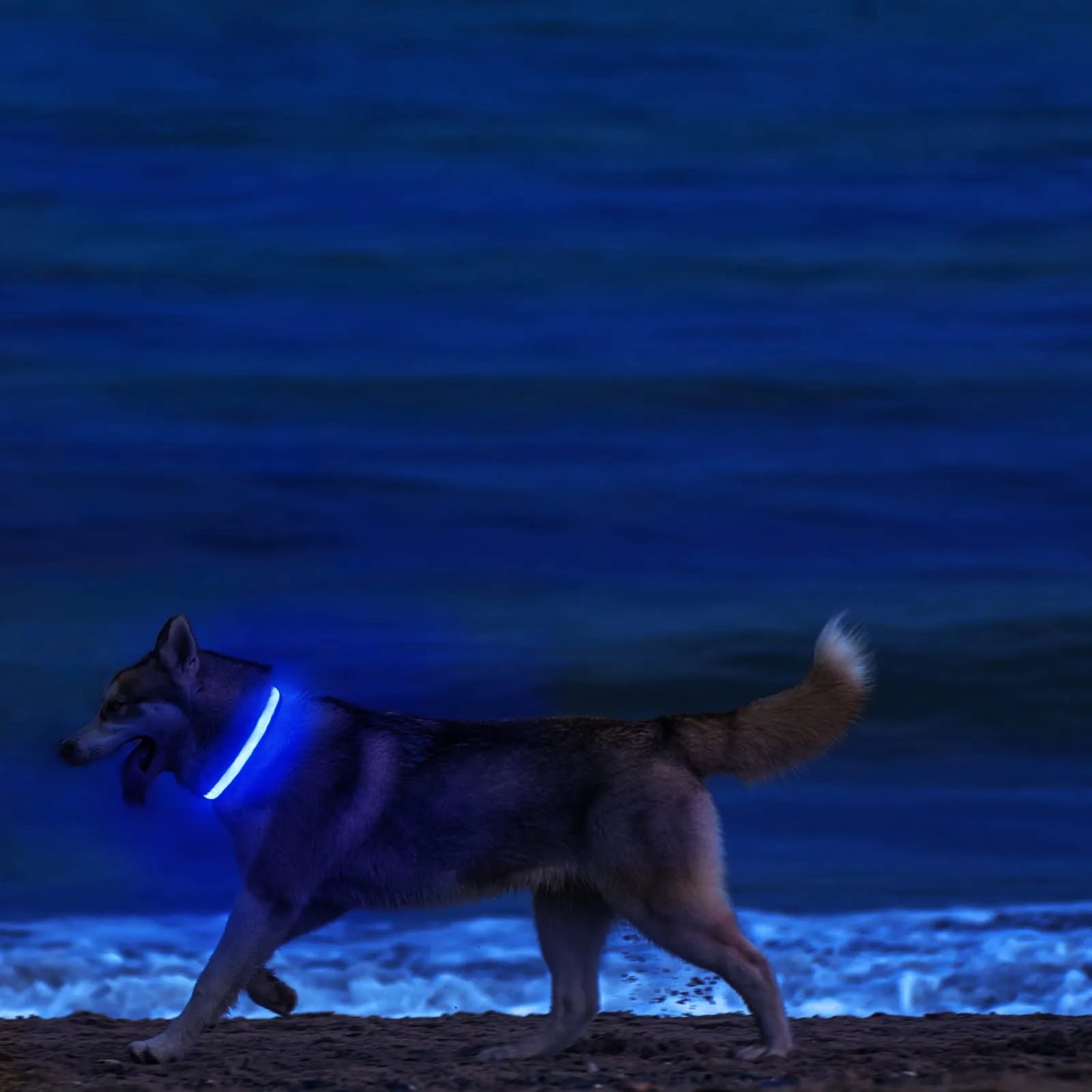 LED Dog Collar: Stay Visible & Safe at Night with USB Rechargeable Lights  ourlum.com   