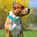 Reflective Neoprene Padded Dog Collar: Stylish Safety for Medium to Large Pets  ourlum.com   