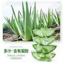 Moisturizing Aloe Gel Hydrate Soften Repair Skin Care 500g