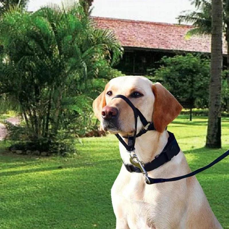 Nylon Anti-bark Dog Muzzle & Training Harness Set  ourlum.com   