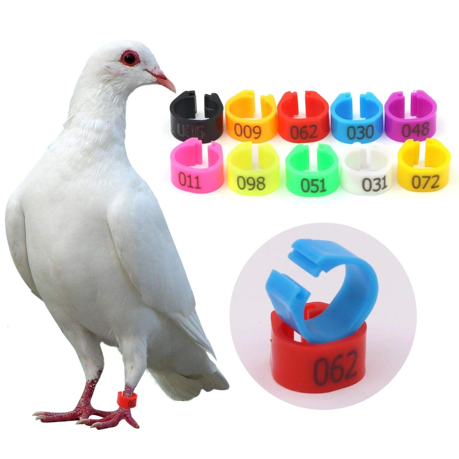 Bird Training Rings: Colorful Tools for Parrot and Pigeon Identification  ourlum.com   