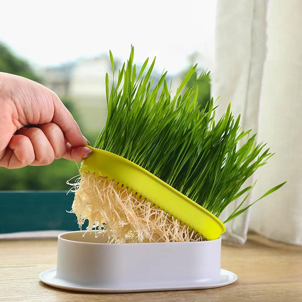 Cat Grass Hydroponic Grow Box for Pet Digestion & Wellness: Fresh cat grass in pot.  ourlum.com   