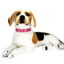 Bone Leather Dog Collars for Small Large Dogs: Stylish, Durable, Customizable  ourlum.com   