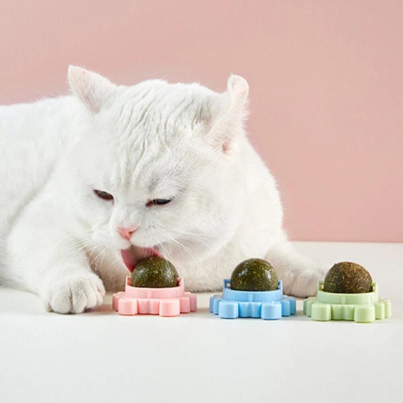 Catnip Wall Ball Interactive Dental Toy for Cats  ourlum.com   