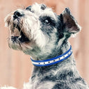 Adjustable Reflective Dog Collar with Waterproof Design  ourlum.com   