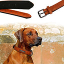 Luxury Personalized Leather Dog Collar with Engraved Nameplate - Adjustable for Small to XXL Breeds - Stylish and Secure Pet Accessory  ourlum.com   