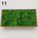 Artificial Green Moss for Home and Garden Decor - DIY Crafts and Gifts  ourlum.com 11 50g 