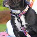 Nylon Floral Print Pet Collar with Adjustable Fit for Dogs and Cats  ourlum.com   