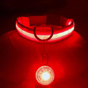 Glowing LED Safety Collar with Pendant for Small Dogs and Cats - Rechargeable USB - Night Visibility Solution  ourlum.com   